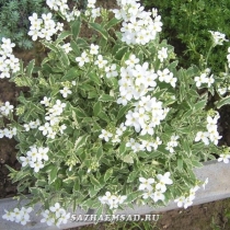 Арабис кавказский 'Snowcap' (variegata)