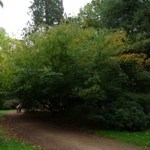 Acer-Carpinifolium