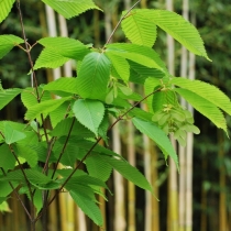 Acer-Carpinifolium
