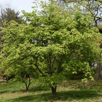 Acer-japonicum-Aconitifolium2