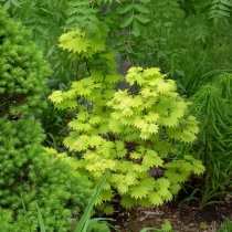 Acer-japonicum-aurea