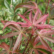 Acer-palmatum-Shirazz