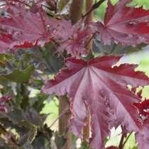 Acer-platanoides-Crimson-Sentry