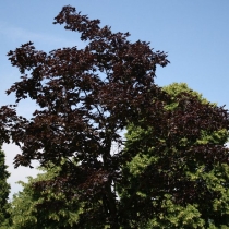 Acer-platanoides-Faassens-Black