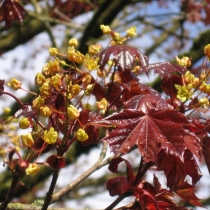 Acer-platanoides_Norway-Maple