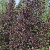 Betula-pubescens-f.-rubra-Punakoivu