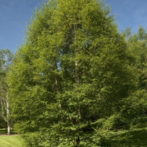 Betula-pubescens