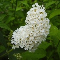 Buddleja-davidii-White-Bouquet