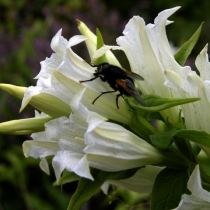 Gentiana-asclepiadea-alba