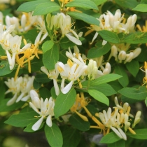 Lonicera-xylosteum