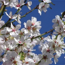 Prunus amygdalus