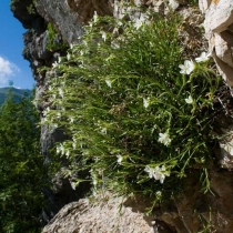 Minuartia-graminifolia
