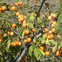 Prunus divaricate