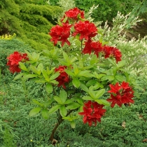 Rhododendron-Nabucco