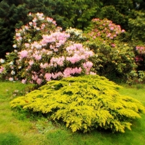 Rhododendron-Park-City-of-Kenmore-Washington-State