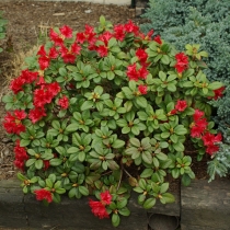 Rhododendron-Scarlet-Wonder