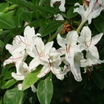 Rhododendron-arborescens