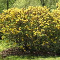 Rhododendron-luteum