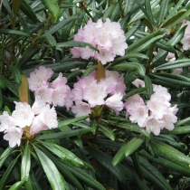 Rhododendron-makinoi