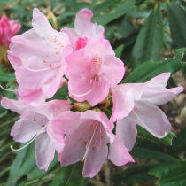 Rhododendron-makinoi