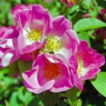 Complicata-Rosa-gallica-hybrid