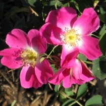 Rosa-alpina