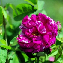 Rosa-gallica