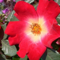 Rosa-rubiginosa