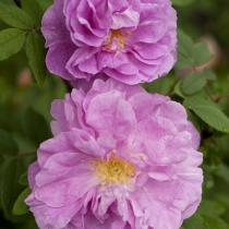 Rosa-rugosa-Therese-Bugnet