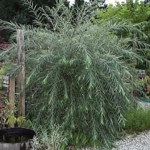 Salix-acutifolia-Pendulifolia