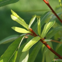 Salix-acutifolia