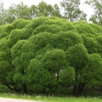 Salix-fragilis_Bullata