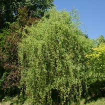Salix-matsudana-Scarlet-Curls