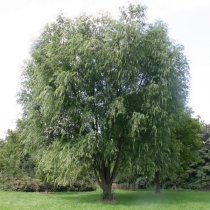 Salix-matsudana