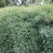 Salix-purpurea-Gracilis