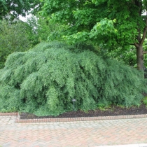 Salix-purpurea-Nana