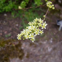 Spiraea-hypericifolia