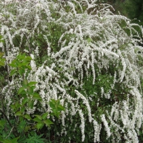 Spiraea-prunifolia