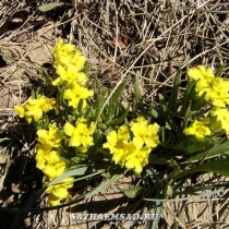 Lithospermum incisum 'Yellow Stoneseed'