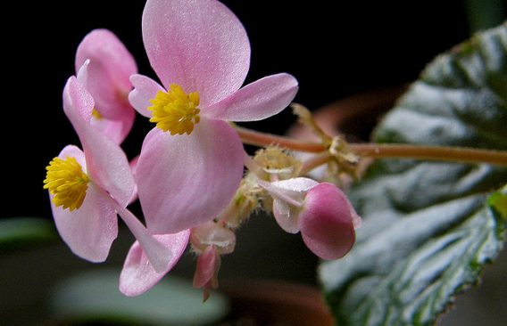 Begonia semperflorens