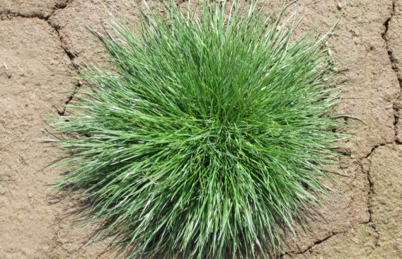 Ryegrass, Lolium perenne