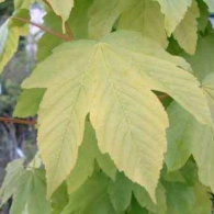 Acer-pseudoplatanus-Worleei