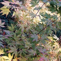 Acer-pseudosieboldianum