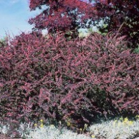 barberry-rosy-glow-