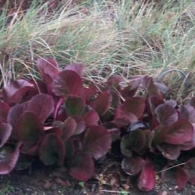 Bergenia, Winter Begonia with Grasses