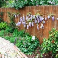 wisteria-fence-brick-path