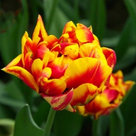 Тюльпан гибридный "Cilesta"
