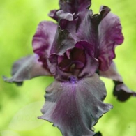 Bearded Iris