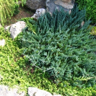 Juniperus-horizontalis-Blue-Chip