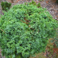 juniperus_cineses_echiniformis